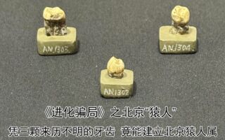 进化骗局(7) 北京“猿人”的高超骗术