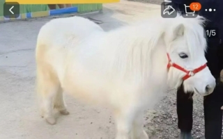 迷你小马在大陆网络爆火 隐性开销大得惊人