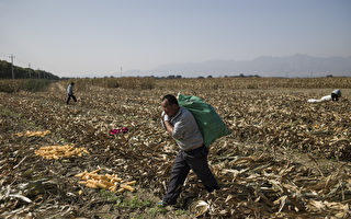 中共农业部长唐仁健被查 农业高官任上落马罕见