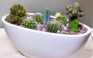 可以用咖啡渣为室内仙人掌盆栽施肥吗？