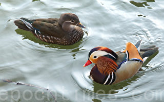 不羡鸳鸯只羡仙——读《柳毅传》