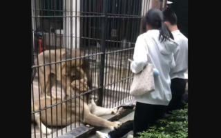 粤动物园惊魂一幕:女孩投喂狮子被隔栏抓腿