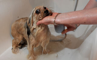 应该多久帮小狗洗一次澡？ 有何诀窍？