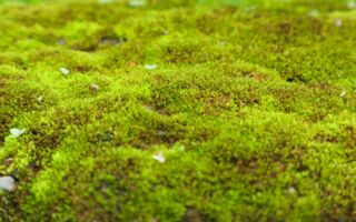 专家：用这一物可去除苔藓 让草坪长得更翠绿