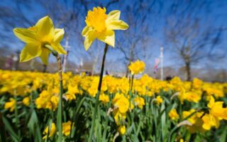 兽医：这种在春天盛开的花朵对猫狗有毒