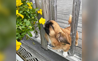 组图：狗狗“一脸陶醉”嗅花香 模样超可爱