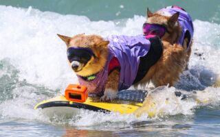 组图：狗狗冲浪赛加州登场 萌翻众多观众
