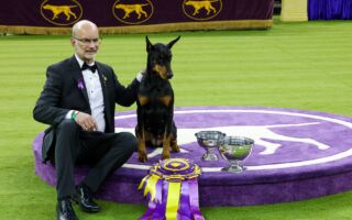 组图：纽约威斯敏斯特犬展 杜宾犬勇夺桂冠