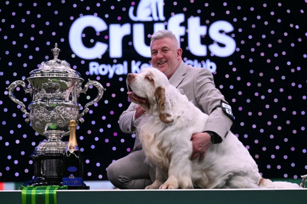 组图：英国克鲁夫茨犬展 克伦伯猎犬摘桂冠