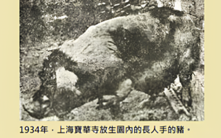 善恶有报 人畜轮回铁证百年前轰动社会