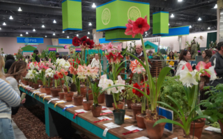 组图：美国历史悠久和规模最大的费城花展