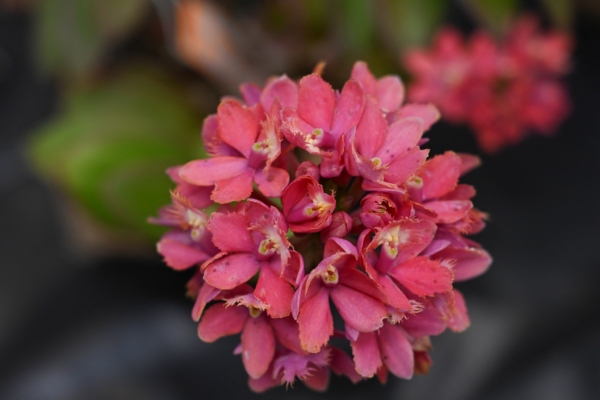 组图：危地马拉兰花展 百花盛开争奇竞艳