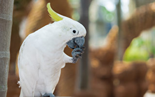 北京男子年后回家 发现鹦鹉“把家拆了”