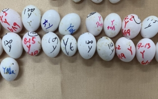 金马地区沦走私转运站 逾四千颗保育类鹦鹉蛋销中国