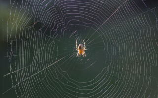 在家里喷洒这种茶 可以赶走蜘蛛