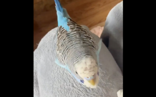 大陆鹦鹉因会背诵《兰亭集序》爆红