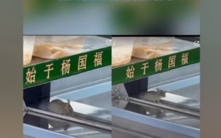 杨国福麻辣烫门店被曝有老鼠出没