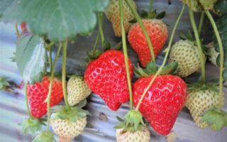 如何防止蛞蝓侵扰草莓？ 专家教你一招
