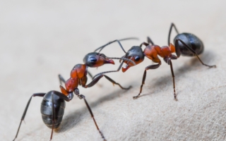 27岁中国男子涉走私2千蚂蚁 在非洲机场被捕