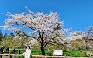 阿里山花季3月10日登场 例假日上午6~11时交通管制
