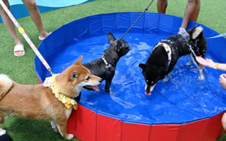 宠物市场扩大？ 台财部：店家数成长超越超商