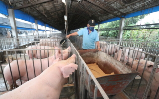 大陆猪价跌至7年新低 养殖户陷绝望