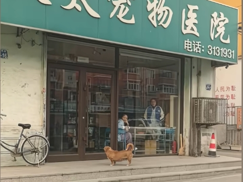 狗狗追着医生叫了8年 主人:8年前挨过其一针