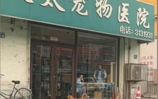 狗狗追着医生叫了8年 主人:8年前挨过其一针