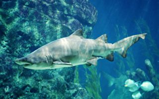 新州暴雨过后水质混浊 增加鲨鱼袭击风险