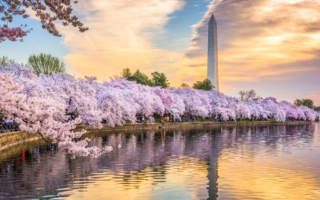 除了日本 全球还有这些赏樱胜地
