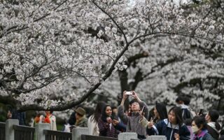 组图：东京樱花盛开 各赏樱胜地人潮如织
