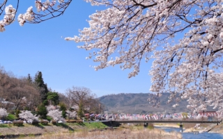 唐风吹开日本上千年“花见”之旅  染井吉野樱之名怎来？