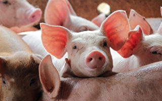 轮回中还业 前生是猪 转生人身还留猪蹄