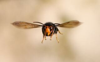 在花园种这种花吸引大黄蜂授粉 好处多多
