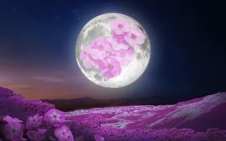 四月的“粉红满月”将照亮夜空 迎接春天