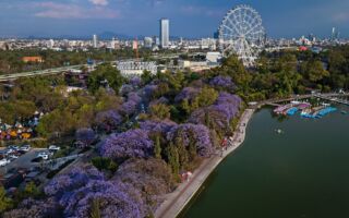 组图:墨西哥城蓝花楹盛开 花海浪漫