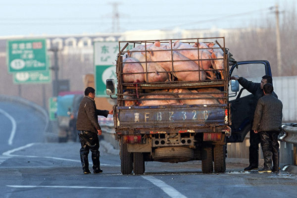 中国生猪价格连跌八周 养一头猪亏400元