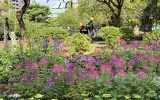 台北大安森林公园 漫步绿荫花草虫鸣间