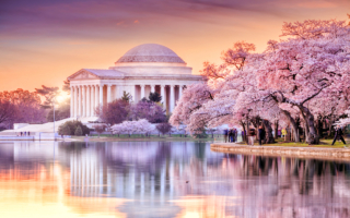 从华盛顿的樱花季到武则天的催花令