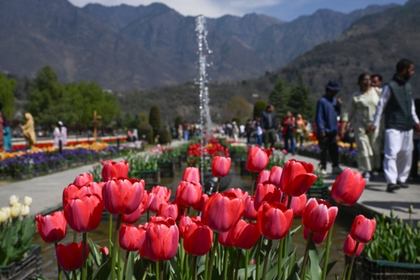 组图：印度郁金香花园开放 百花迎春引客来