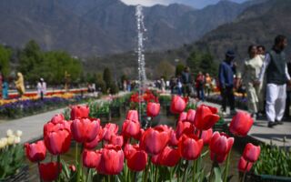 组图：印度郁金香花园开放 百花迎春引客来