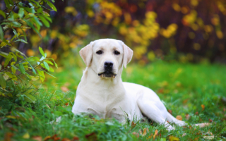 兽医推荐10种最健康小狗 可省大笔医药费