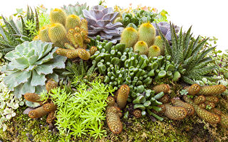 多肉植物创意盆栽 小巧讨喜又疗愈