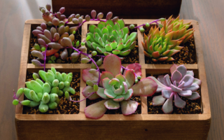 多肉植物培育成盆景 圆胖形状惹人爱