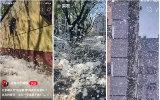 北京街头漫天白絮 南方网民直呼：恐怖