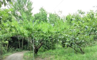 修剪果树经常犯的错误 让专家告诉你