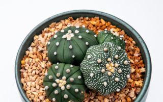 多肉植物和仙人掌有何差别？傻傻分不清