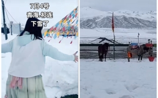 7月飘雪 青海祁连大草原一夜之间白雪皑皑