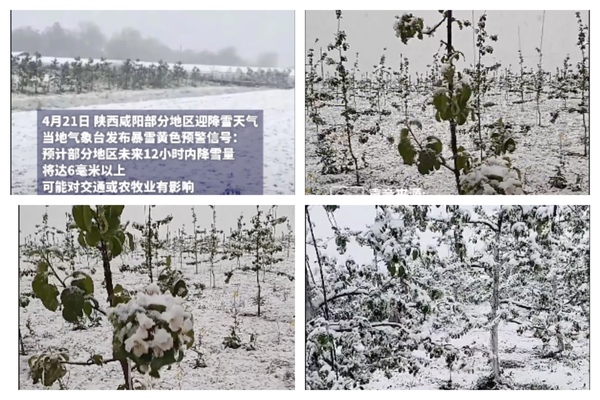 距立夏仅两周 陕西多地突降鹅毛大雪