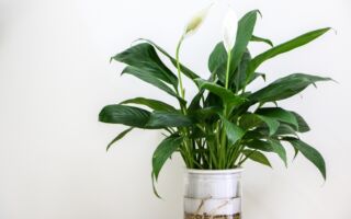 白鹤芋净化空气能力超强 24小时去90%污染物